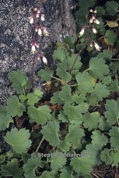 heuchera rubescens 2 graphic